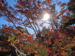 紅葉